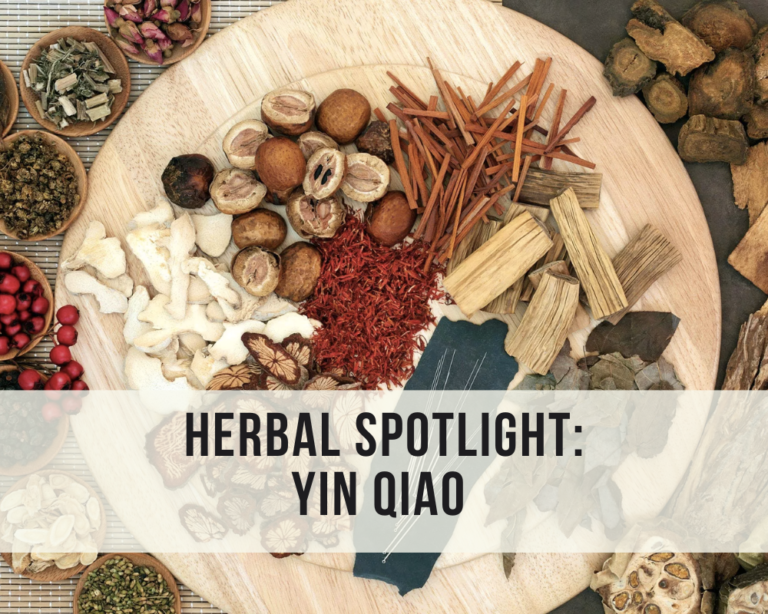 Herbal Spotlight: Yin Qiao