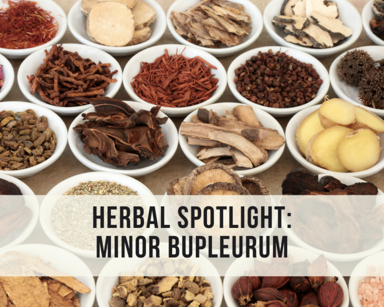 Herbal Spotlight: Minor Bupleurum