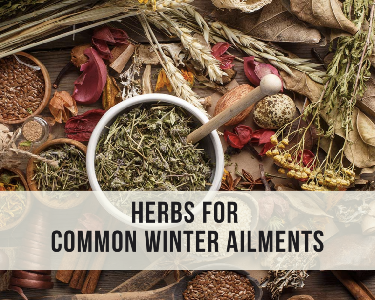 Herbs for Common Winter Ailments